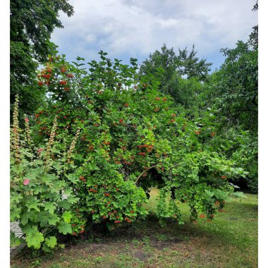 Güzel botanik fotoğrafı, doğal duvar kağıdı.