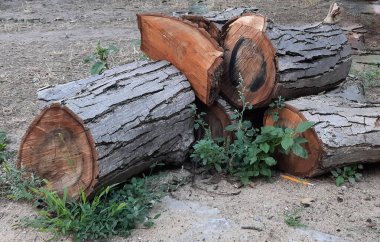 Bir odun yığını. Yakacak odun, yakacak odun ve odun..