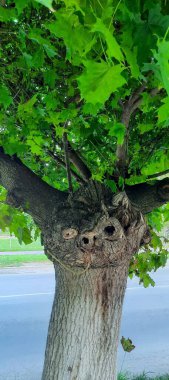 Ağaç gövdesi, doğa bitki örtüsü.