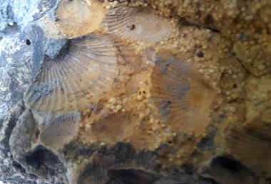 Bir ağaç gövdesini kapatın.