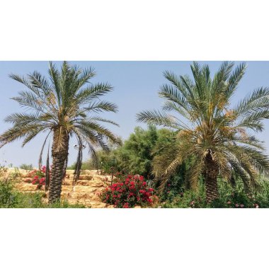 Bahçedeki palmiye ağacı