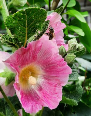 Bahçedeki arılar ve pembe çiçekler