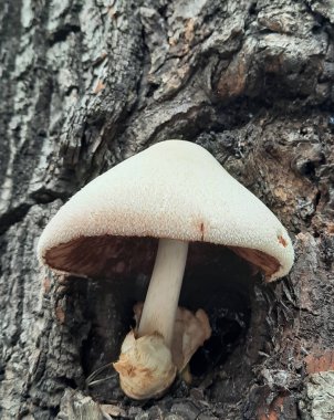 Ormanda beyaz mantar