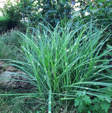 yeşil, bej benekli, miscanthus yapraklı