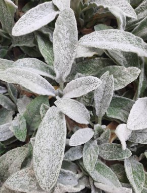 yeşil yaprakları süsleyin