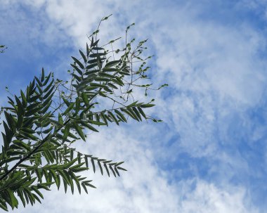Ormandaki bir ağacın yeşil yaprakları