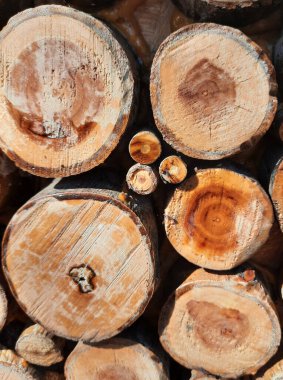 dört büyük ve üç küçük bej-kahverengi yuvarlak dilimler yakın plan üzerinde kesilmiş ahşap kütükler