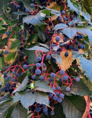  Kırmızının kırmızı meyveleri