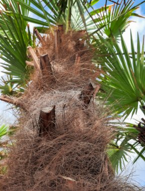 Mavi gökyüzü olan palmiye ağacı