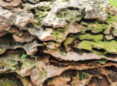 yeşil yosun kaplı bej taşlar