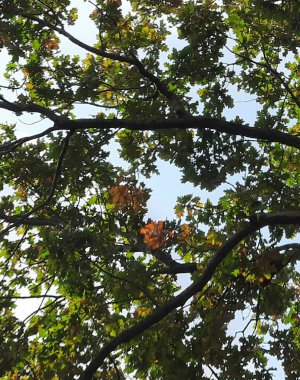 Uzun bir meşe ağacının dalları ve yeşil yaprakları arasında mavi sonbahar gökyüzü