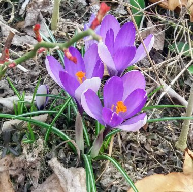 Çiğdem çiçek bahar