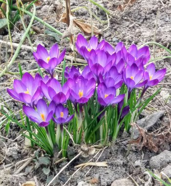 Güzel mor bahar çiçekleri