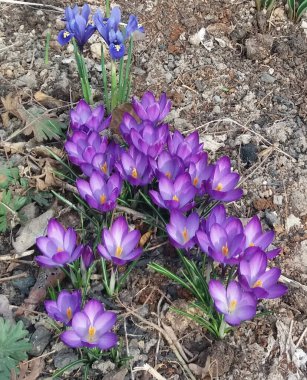 Bahar bitkisi çiçeği.