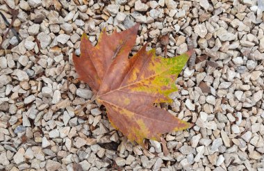 Küçük bej taşların üzerinde sarı-kahverengi sonbahar yaprağı