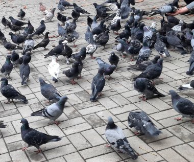 Kiev sokaklarında güvercinler