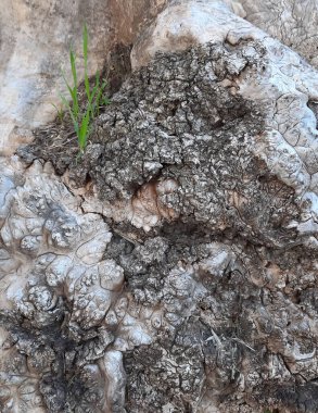 Ağaç gövdesi kabuğu, doğal ağaç.