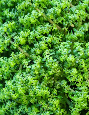 yeşil çimenlerin arkaplanı