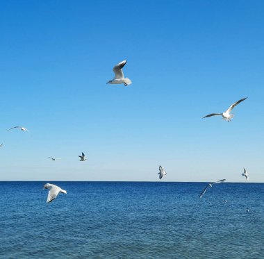 Martılar sabahları denizin üzerinde uçuyor.