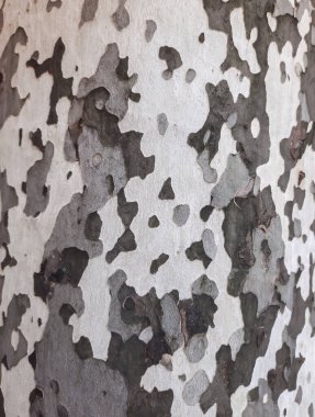 çok renkli çınar kabuğu. Arka plan gri-bej-kahverengi. ağaç kabuğu dokusu