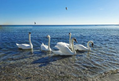 Deniz yüzeyinde yüzen beyaz kuğular ve martılar.