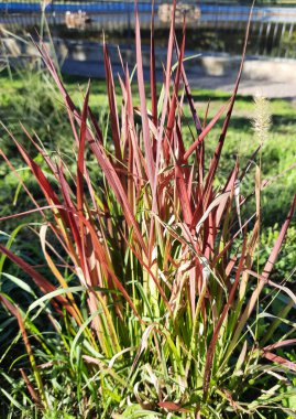 Yeşil zemin üzerinde Imperata silindirinin kırmızı dar yaprakları