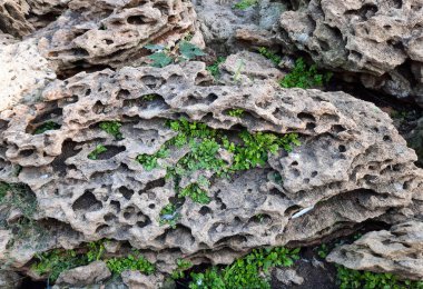 Büyük güzel bej renkli taş küçük bitkilerle kaplıdır.