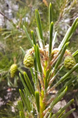 close-up of green leaves and pine cones