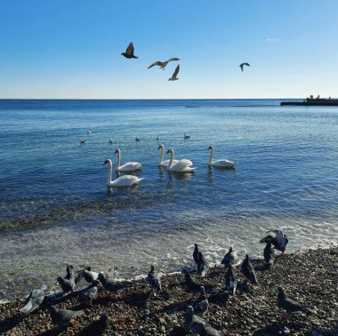 Karadeniz kıyısında güvercinler, martılar ve zarif beyaz kuğular.