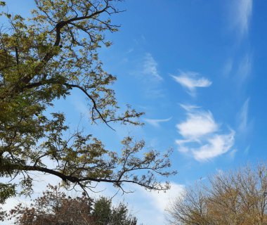 Mavi gökyüzüne karşı yaprakları olan ağaç dalları, doğa arka plan, sonbahar mevsimi, doğa