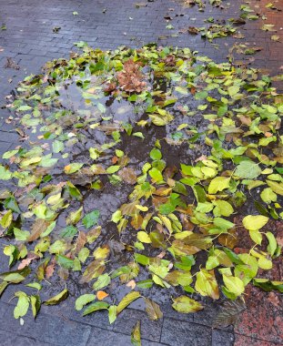 Su birikintisindeki ıslak yapraklar