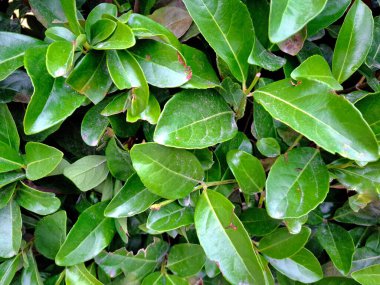 Her zaman yeşil yapraklar, bitkiler ve yapraklar.