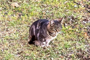 Şirin kedinin portresi