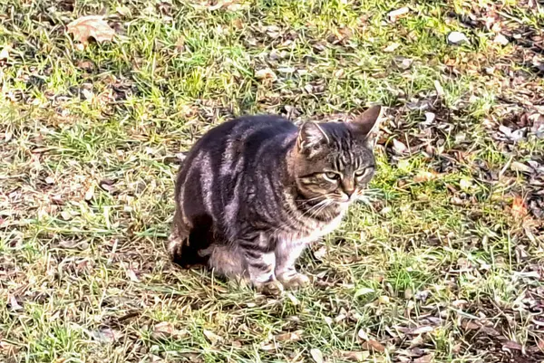 Şirin kedinin portresi