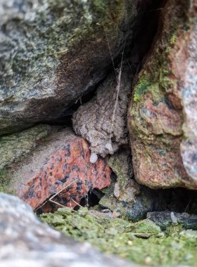 Geçmişi bulanık, güzel bir taşın yakın plan çekimi.