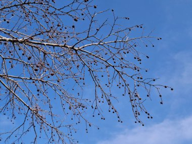 Mavi gökyüzüne karşı ağaç dalları
