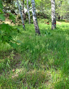 Parktaki yeşil çimenler. Yüksek ağaçların arka planında kulaklı çimenlerin yakın plan görüntüsü