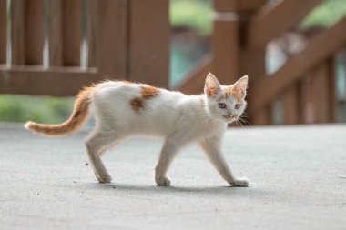 Kızıl beyaz kedi yaz güneşinde emin adımlarla ilerliyor.