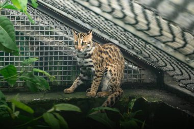 Kurtarılmış bir leopar kedi vahşi doğaya dönemez. Çin 'in Chongqing Hayvanat Bahçesi' nde tel örgülü bir çatı altında hapsolur.