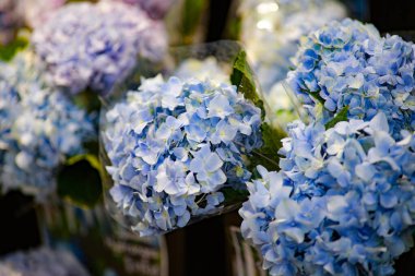 Çiftlik pazarında paketlenmiş mavi ortanca çiçeği