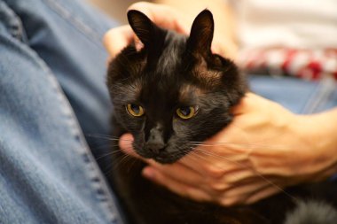 Tavşan şeklinde şirin siyah kedi kulakları, insanlarla oynuyor.