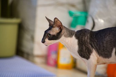 Cornish Rex kedi yavrusu ev ambarında, yan manzara