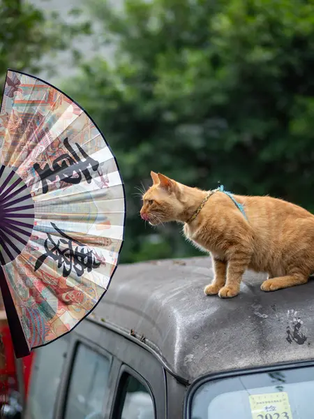 stock image Curious cat sitting on the van top, looking at a fan with printed Chinese 