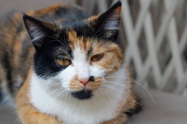 Bahçedeki kanepede yatan şirin bir kedicik. Açık bir kanepede sarı ve siyah lekeli kediler veya desenler