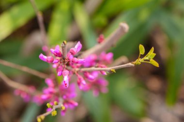 Batı kızılgoncalarının (Cercis occidentalis) dallarını kapat