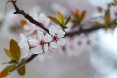Erik çiçekleri var. Bulutlu, serin ilkbaharda beyaz erik çiçekleri.