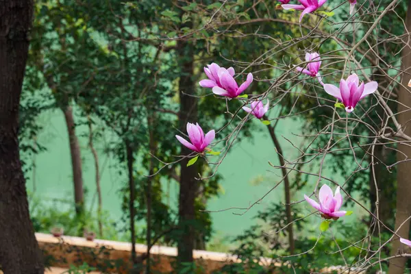 stock image lily magnolia tree in the front, outdoor swimming pool and yangtze river in the background.