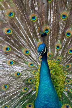 Mavi Tavuskuşu 'nun portresi Hayvanat bahçesinde çiçekleniyor