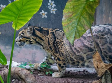 A female Clouded Leopard ( Neofelis Nebulosa) inside Chongqing zoo of China, she suffers from chronicle skin conditions. clipart