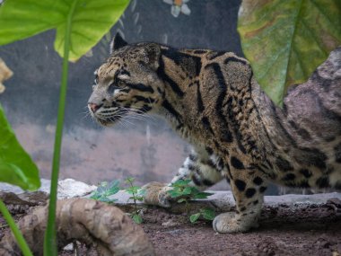 A female Clouded Leopard ( Neofelis Nebulosa) inside Chongqing zoo of China, she suffers from chronicle skin conditions. clipart